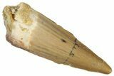 Fossil Spinosaurus Tooth - Real Dinosaur Tooth #298356-1